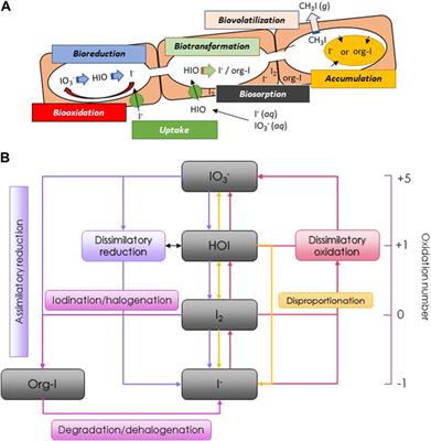 Microbial involvement in iodine cycle: mechanisms and potential applications